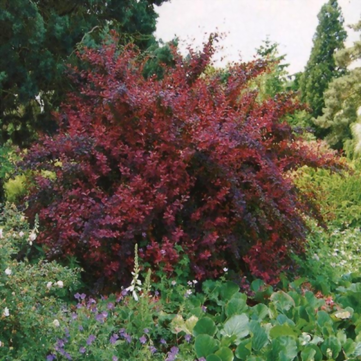 Декоративные кустарники с красными листьями фото и названия садовые многолетние