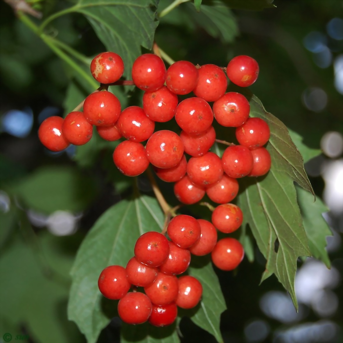 Калина Viburnum opulus