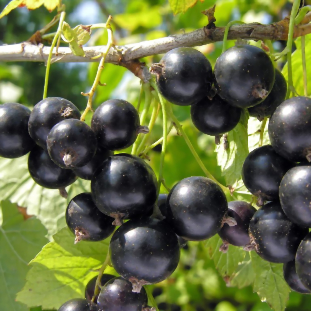 Blackcurrant. Смородина Атлант (черная). Смородина черная лентяй. Черная смородина память Вавилова. Смородина черная Гулливер.