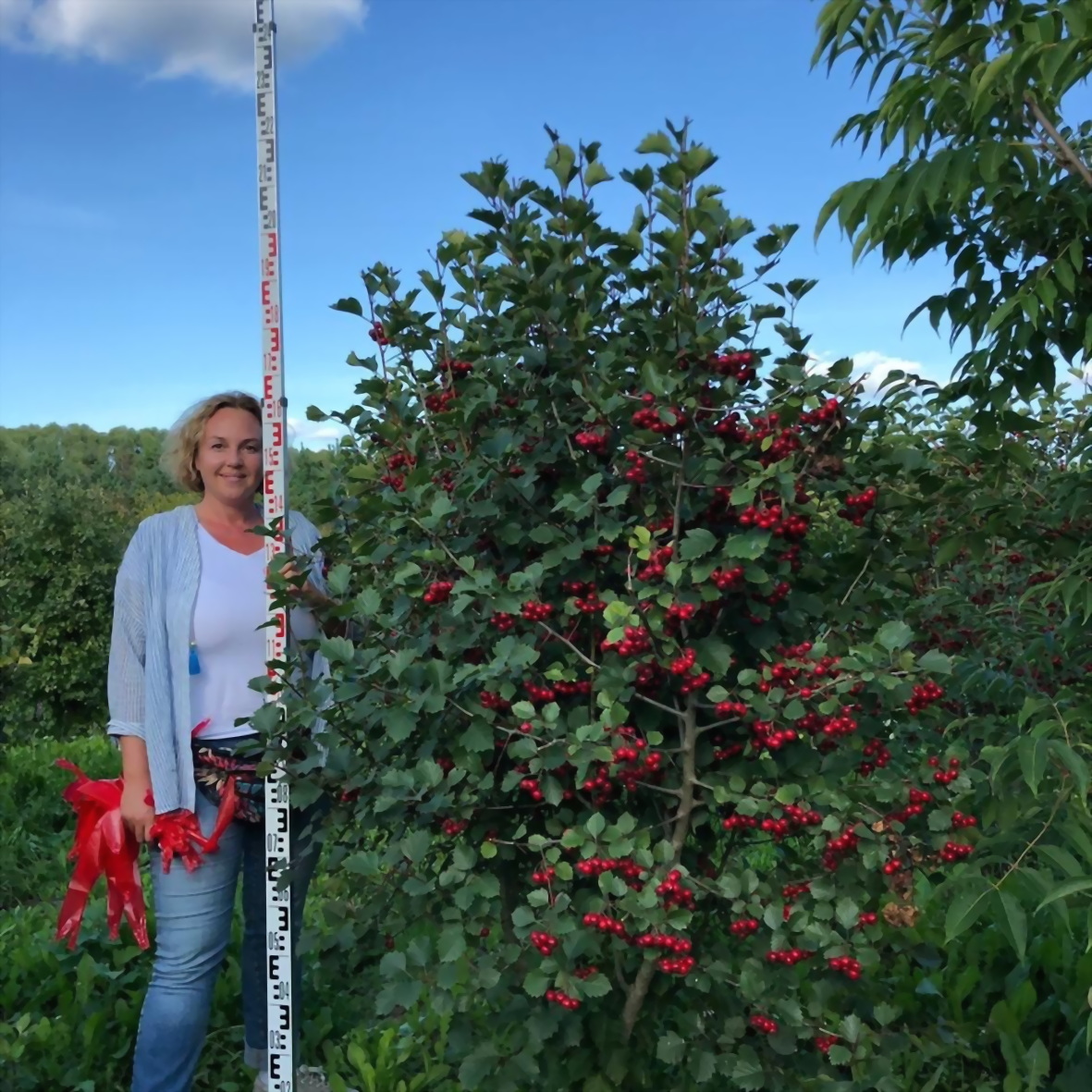 Боярышник сибирский (Crataegus sibirica) - Питомник и Садовый центр Русские  Деревья