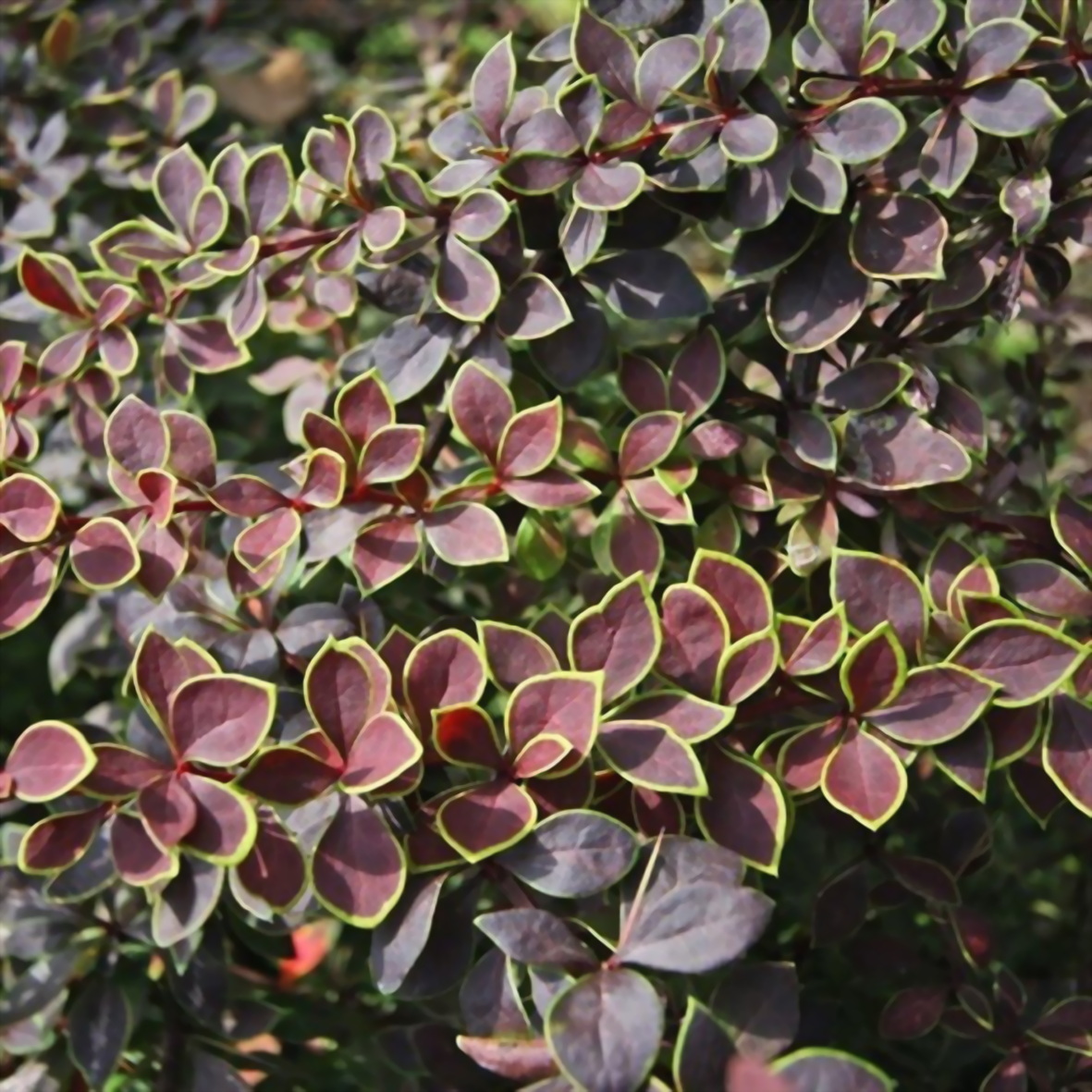 Барбарис Тунберга `Коронита` Berberis thunbergii `Coronita`