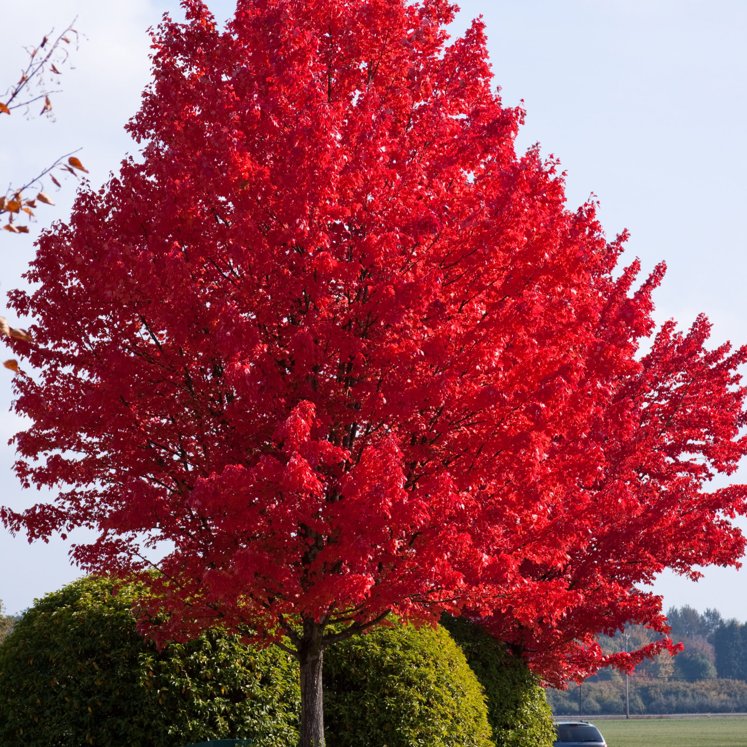 Красные деревья названия и фото. Клен красный Acer rubrum. Клен красный ред Сансет. Клен канадский остролистный красный. Acer rubrum (клен красный) 'Red Sunset'.