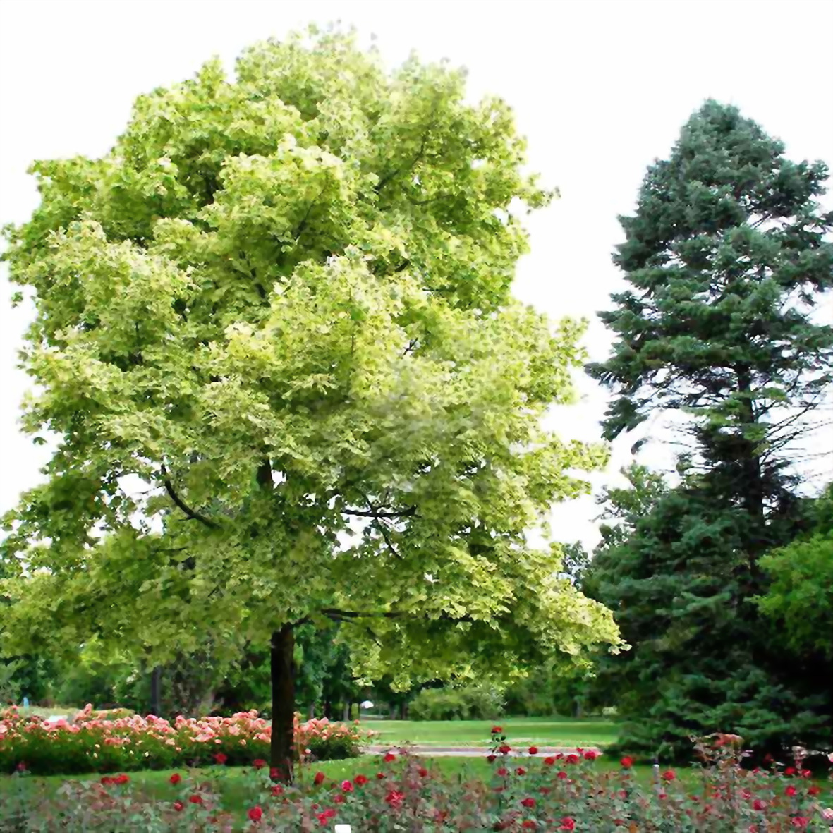 Acer platanoides drummondii