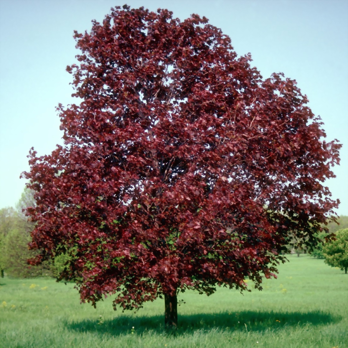 Деревья с бордовыми листьями фото с названиями