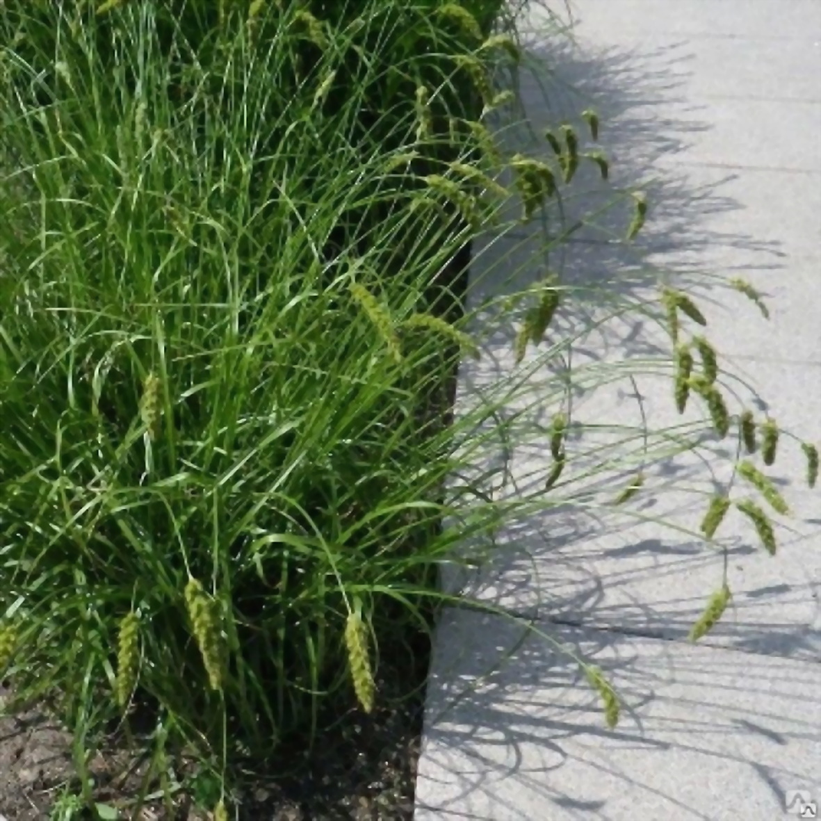 Осока гладконосая (Carex leiorhyncha) - Питомник и Садовый центр Русские  Деревья