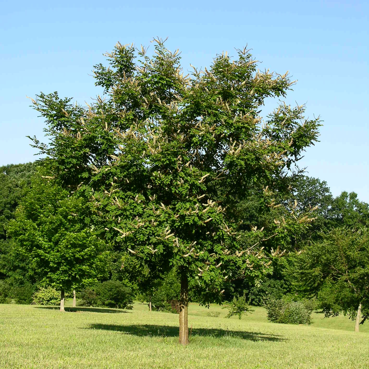 Листья маакии амурской