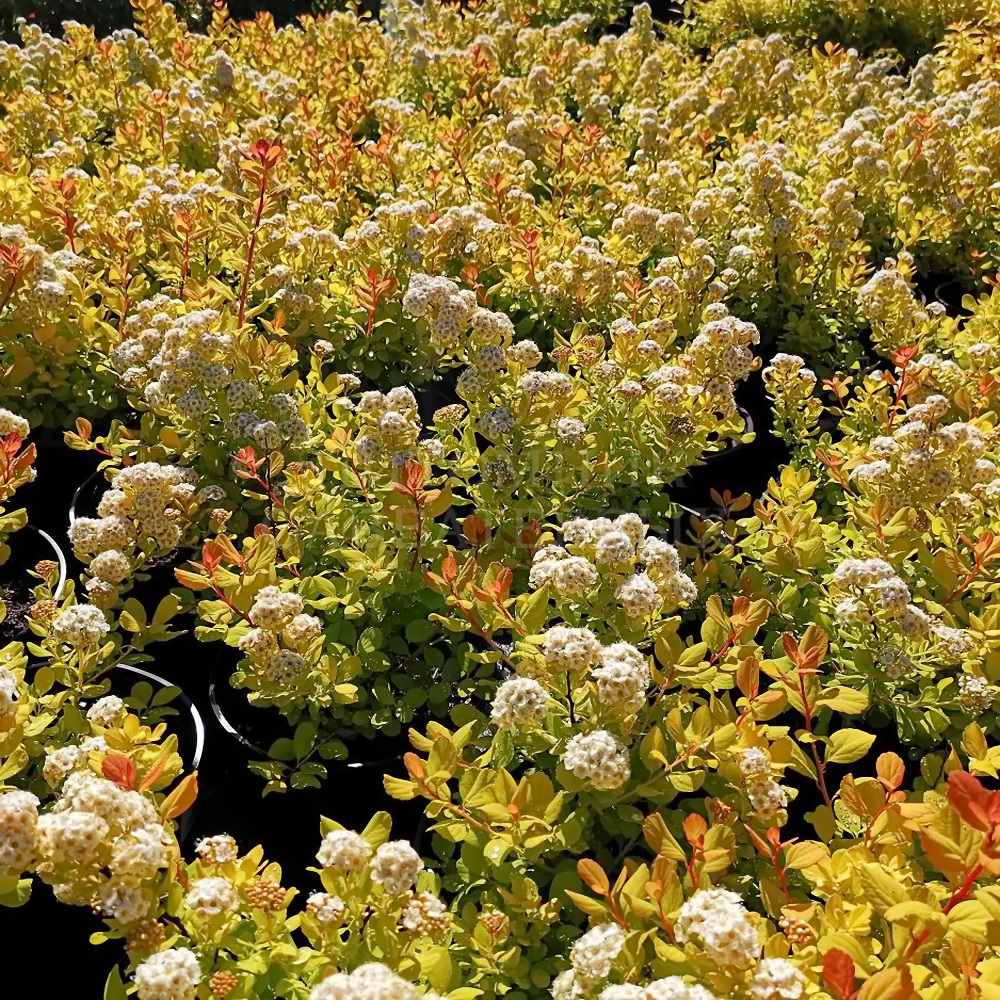 Спирея берёзолистная тор Голд Spiraea betulifolia Tor Gold