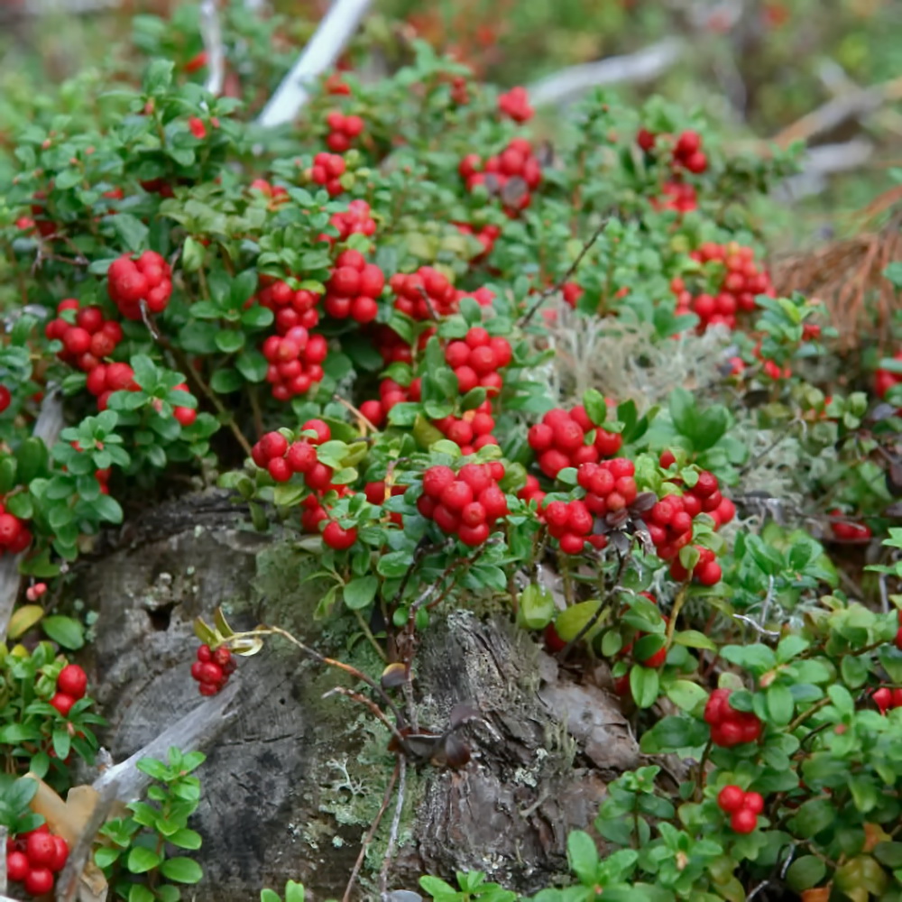 Брусника ред. Брусника ред Перл. Брусника обыкновенная "ред Перл". Vaccinium Vitis-idaea Red Pearl 1/i. Vaccinium Vitis-ID. 'Red Pearl'.