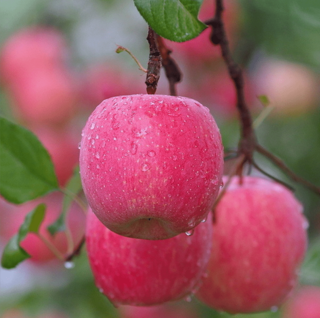 Купить розовую яблоню. Яблоня розовый налив. Яблоки розовый налив. Яблоня налив розовый в саду.