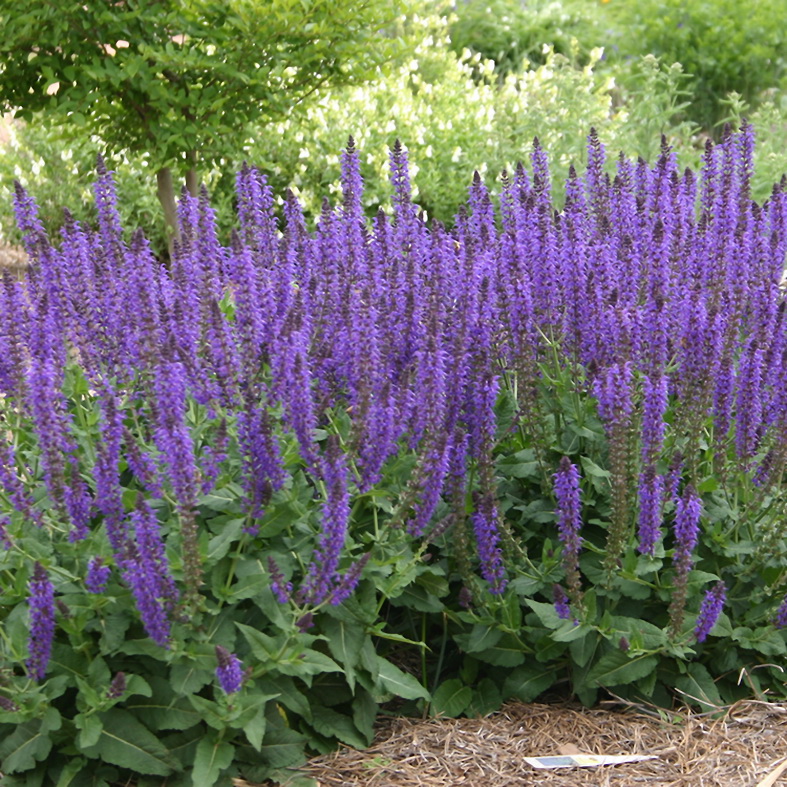 Salvia nemorosa Caradonna