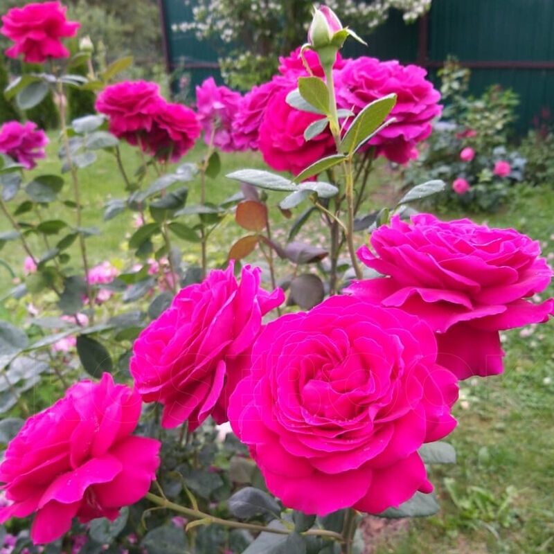 Роза чайно-гибридная 